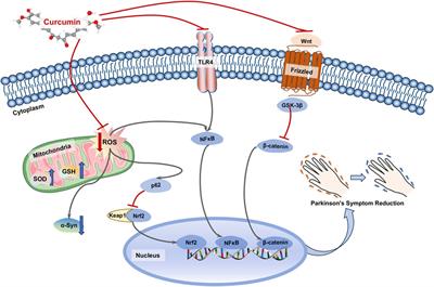 Advances of curcumin in nervous system diseases: the effect of regulating oxidative stress and clinical studies